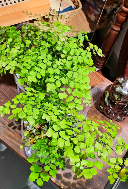 Adiantum raddianum brilliant else 柔情鐵線蕨