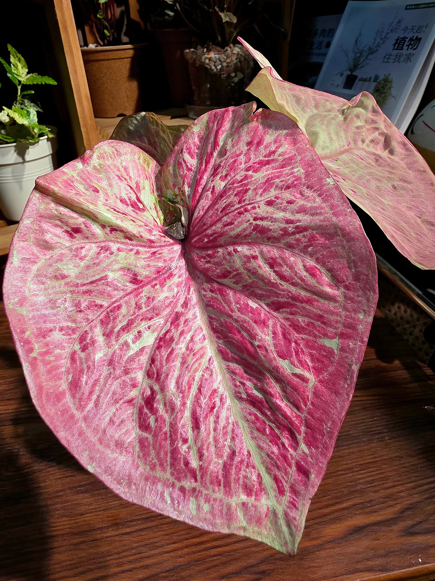 Caladium sp 泰彩