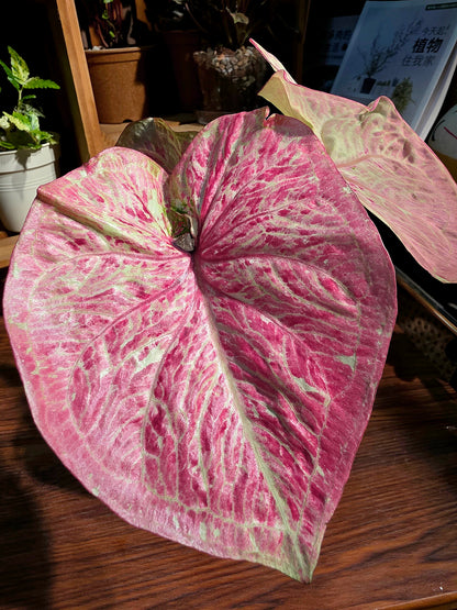 Caladium sp 泰彩