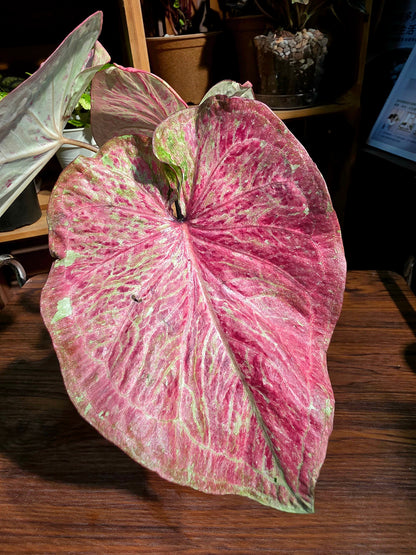 Caladium sp 泰彩