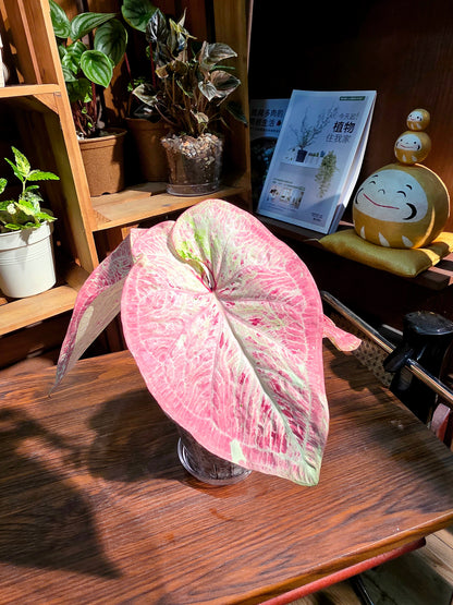 Caladium sp 泰彩
