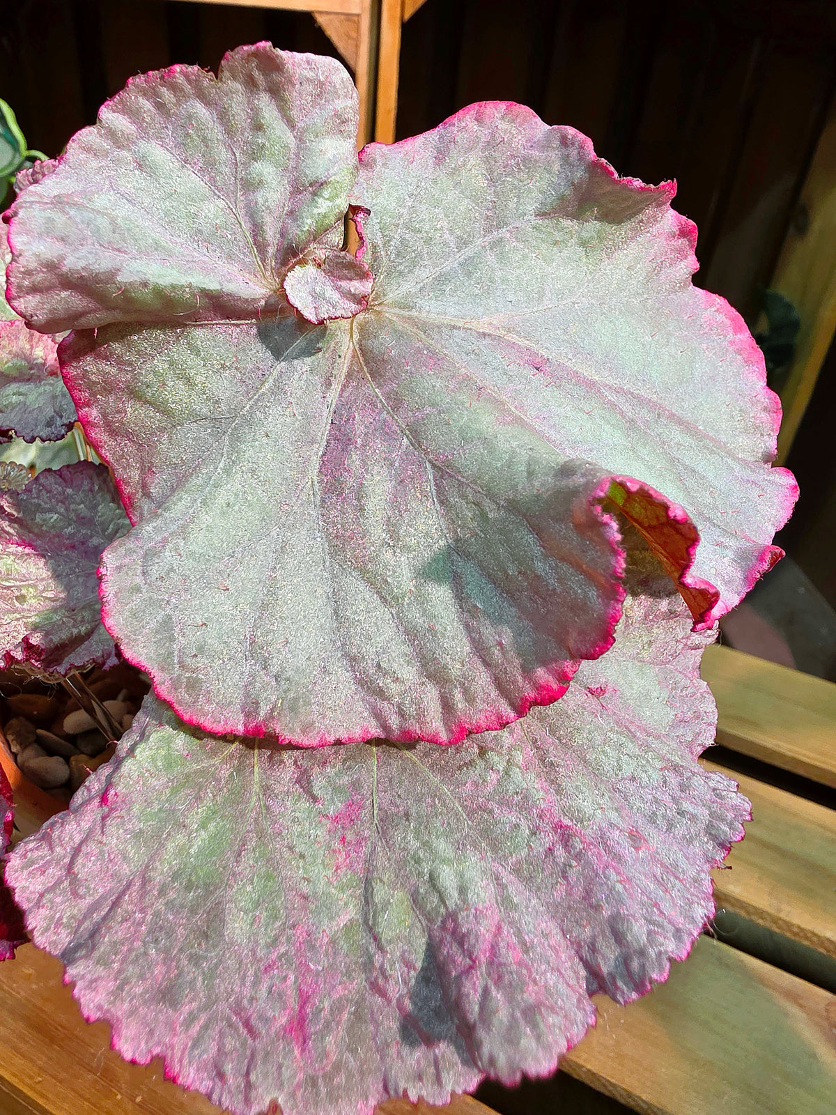 Begonia DS pink panther 粉紅豹秋海棠
