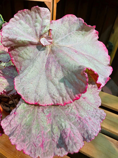 Begonia DS pink panther 粉紅豹秋海棠