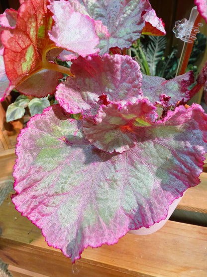 Begonia DS pink panther 粉紅豹秋海棠
