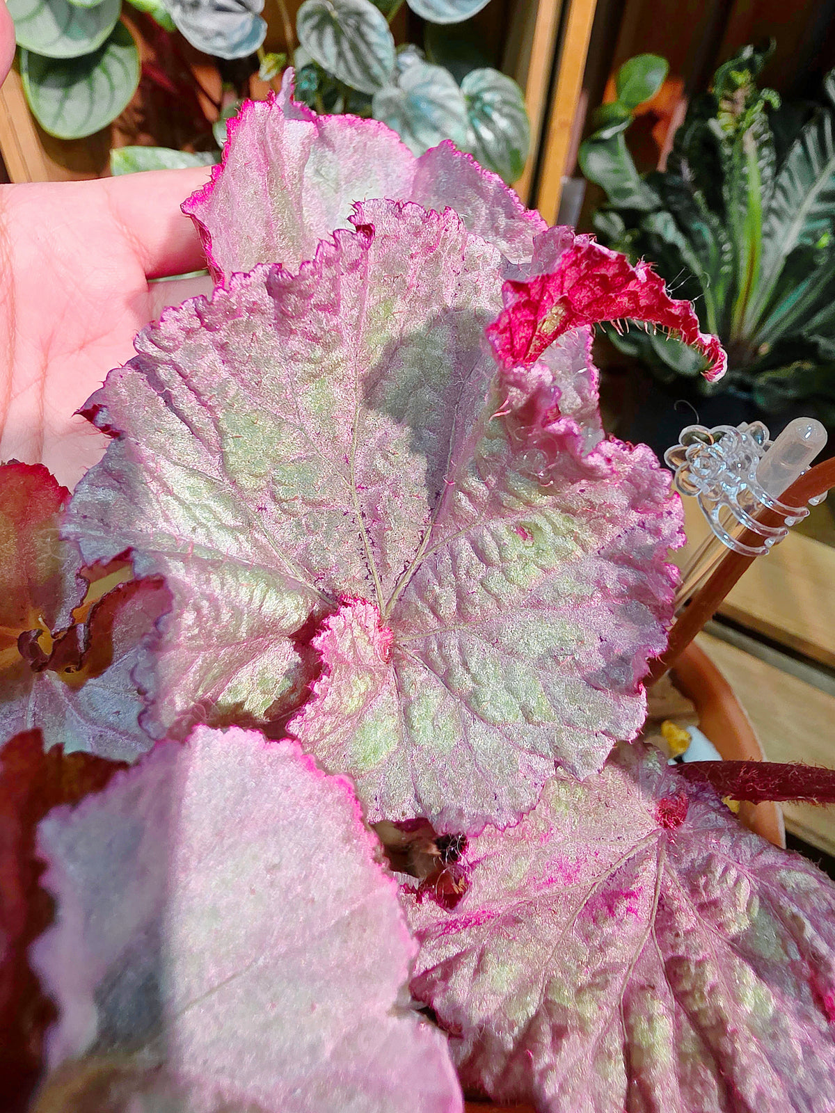Begonia DS pink panther 粉紅豹秋海棠