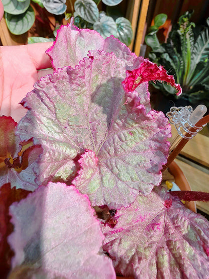 Begonia DS pink panther 粉紅豹秋海棠