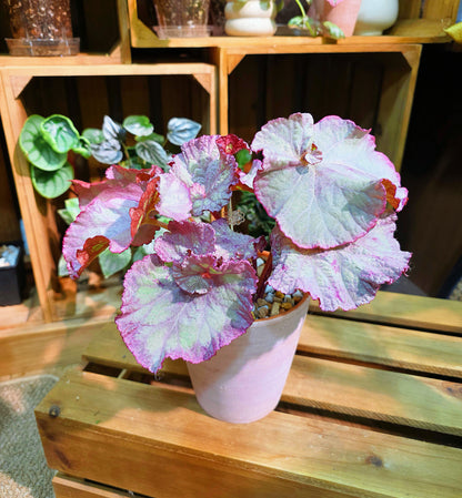 Begonia DS pink panther 粉紅豹秋海棠