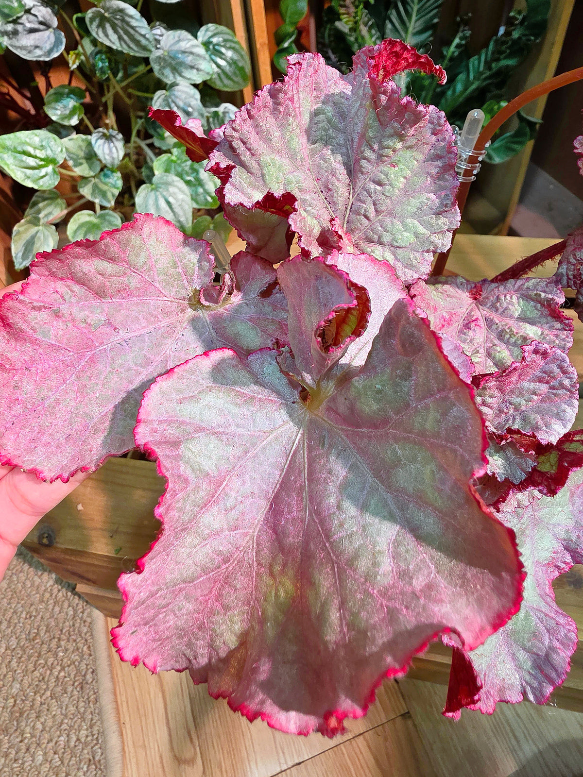 Begonia DS pink panther 粉紅豹秋海棠