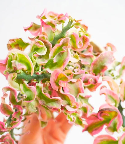 Euphorbia tithymaloides curly leaves 紅雀卷葉珊瑚