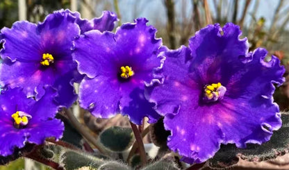 Streptocarpus ionqnthus 非洲紫羅蘭 - 流星