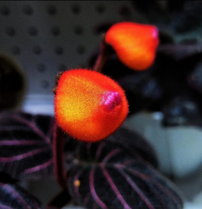 Pearcea hypocyrtiflora 南美螢光苦苣苔
