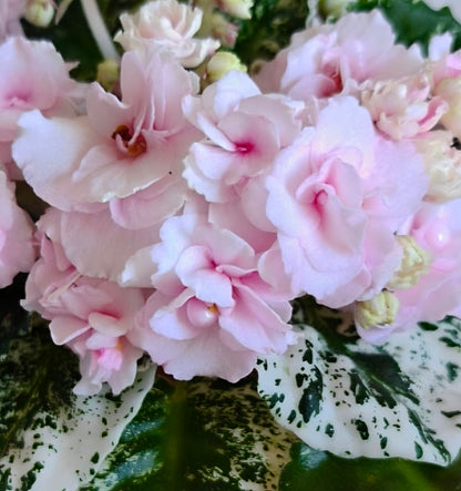 Saintpaulia Buckeye seductress 非洲紫羅蘭 - 西瓜雪