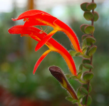 Columnea microphylla variegated