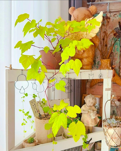 Ampelopsis Humulifolia Bge Golden-Leaf Porcelain Berry