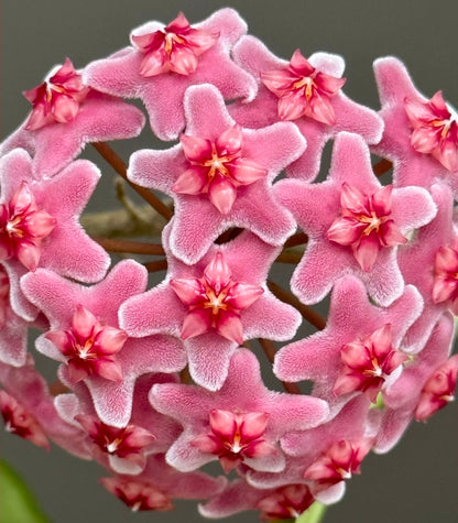 Hoya Carnosa freckles splash 高斑雀斑球蘭