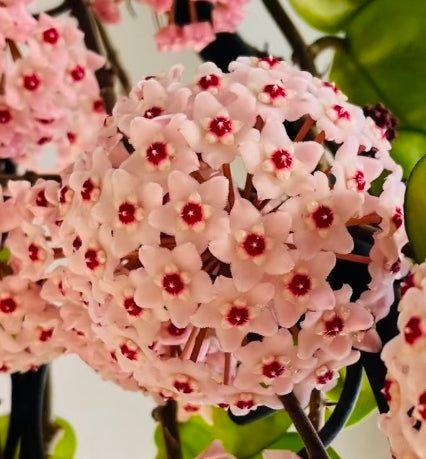 Hoya Carnosa Clinton 克林頓球蘭