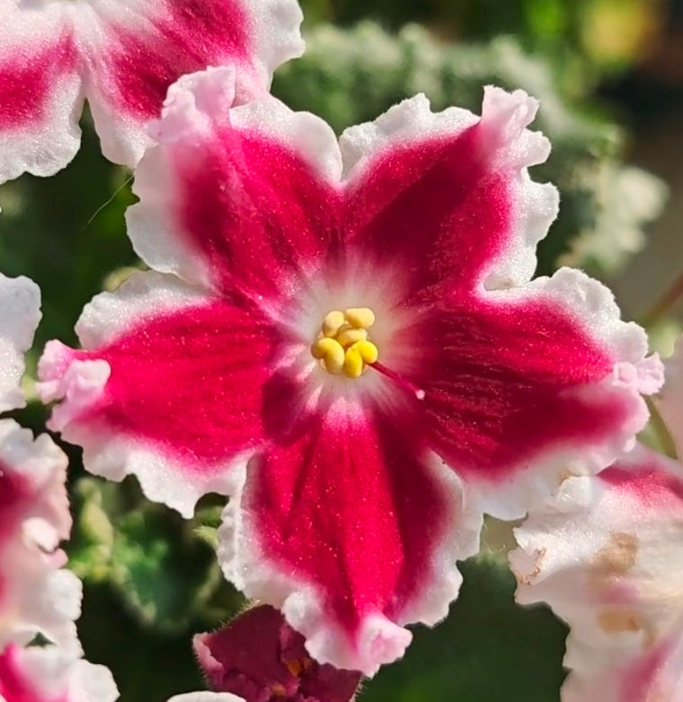 Streptocarpus ionqnthus 非洲紫羅蘭 - Margaret