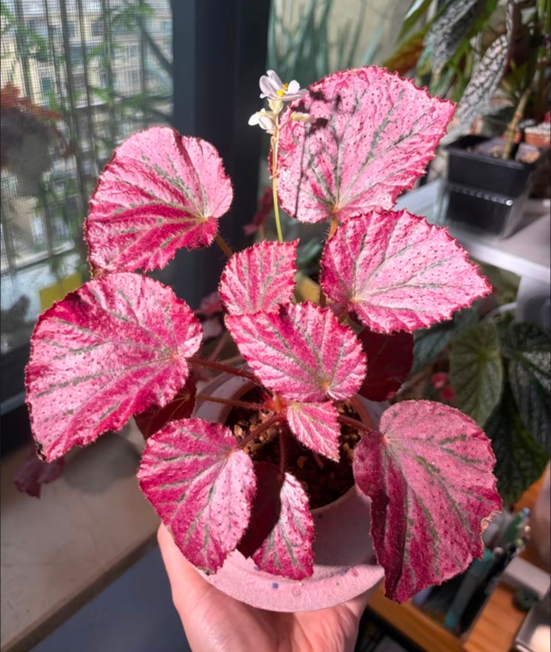 Begonia pink memories 粉色回憶秋海棠