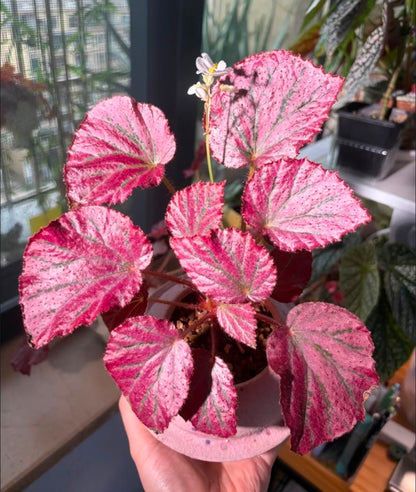 Begonia pink memories 粉色回憶秋海棠