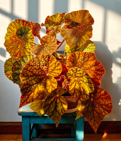 Begonia Raspberry Cake
