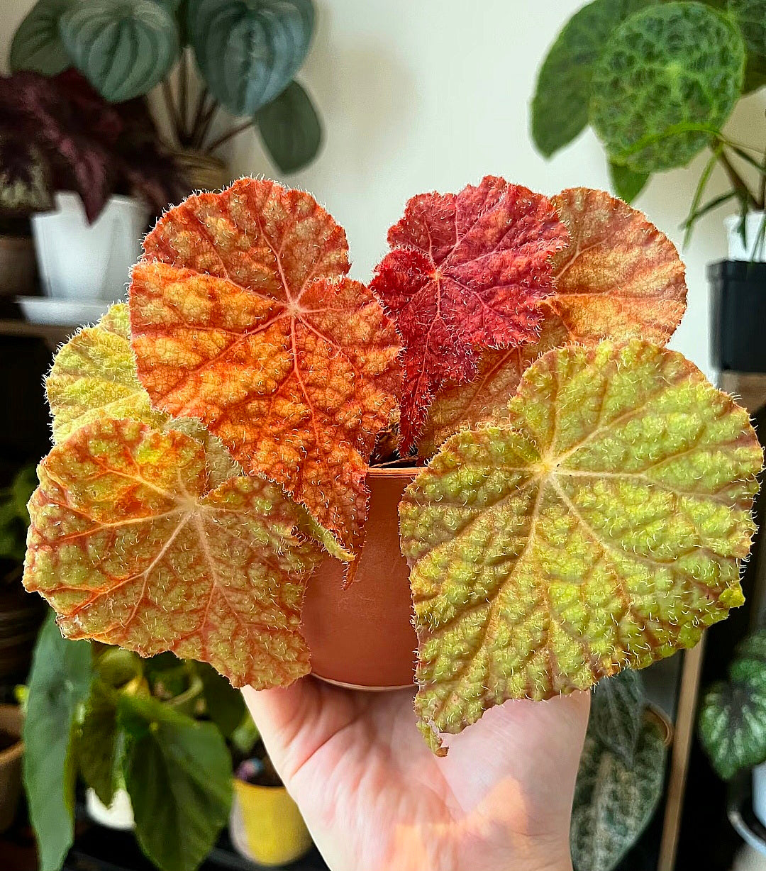 Begonia Raspberry Cake