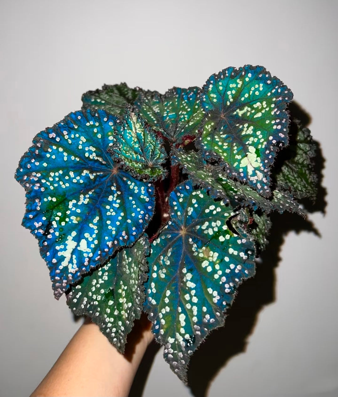 Begonia fairytale 童話故事秋海棠