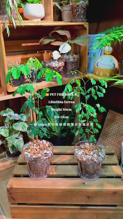 Libidibia ferrea 鐵架木