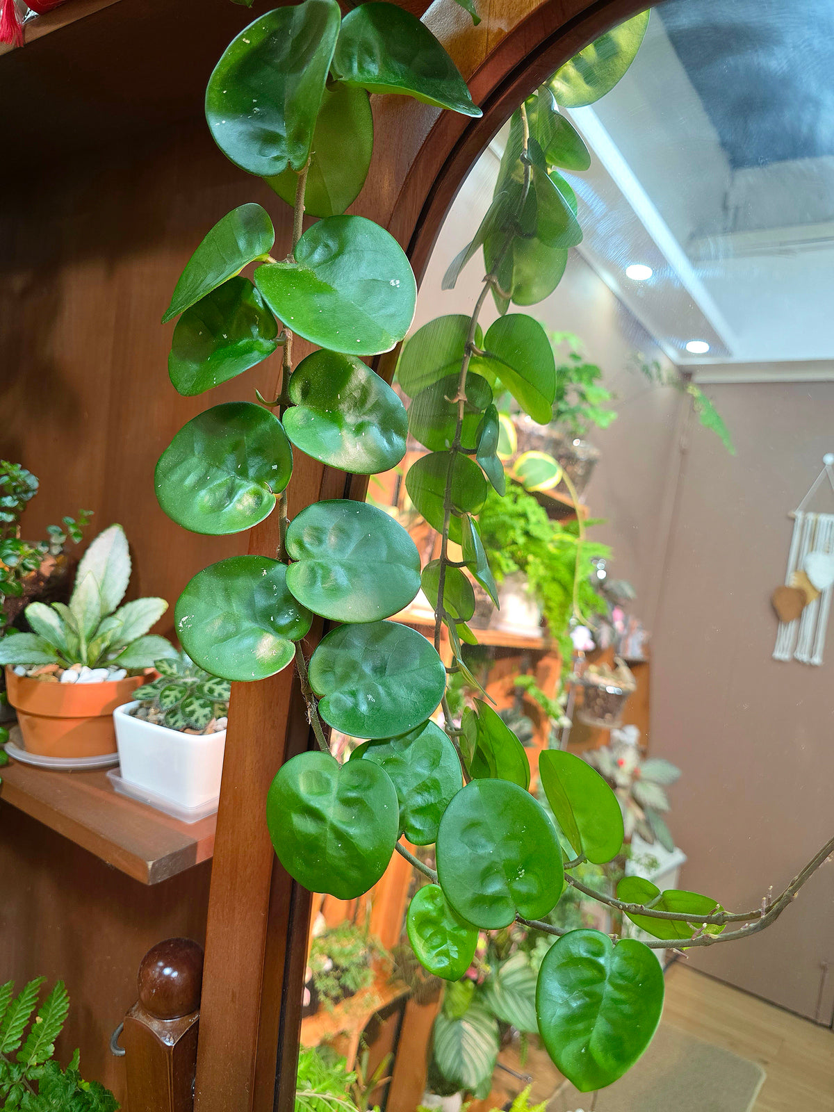 Hoya Carnosa Clinton 克林頓球蘭