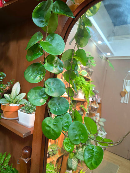 Hoya Carnosa Clinton 克林頓球蘭