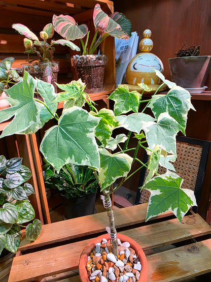 Cnidoscolus aconitifolius var. variegata
