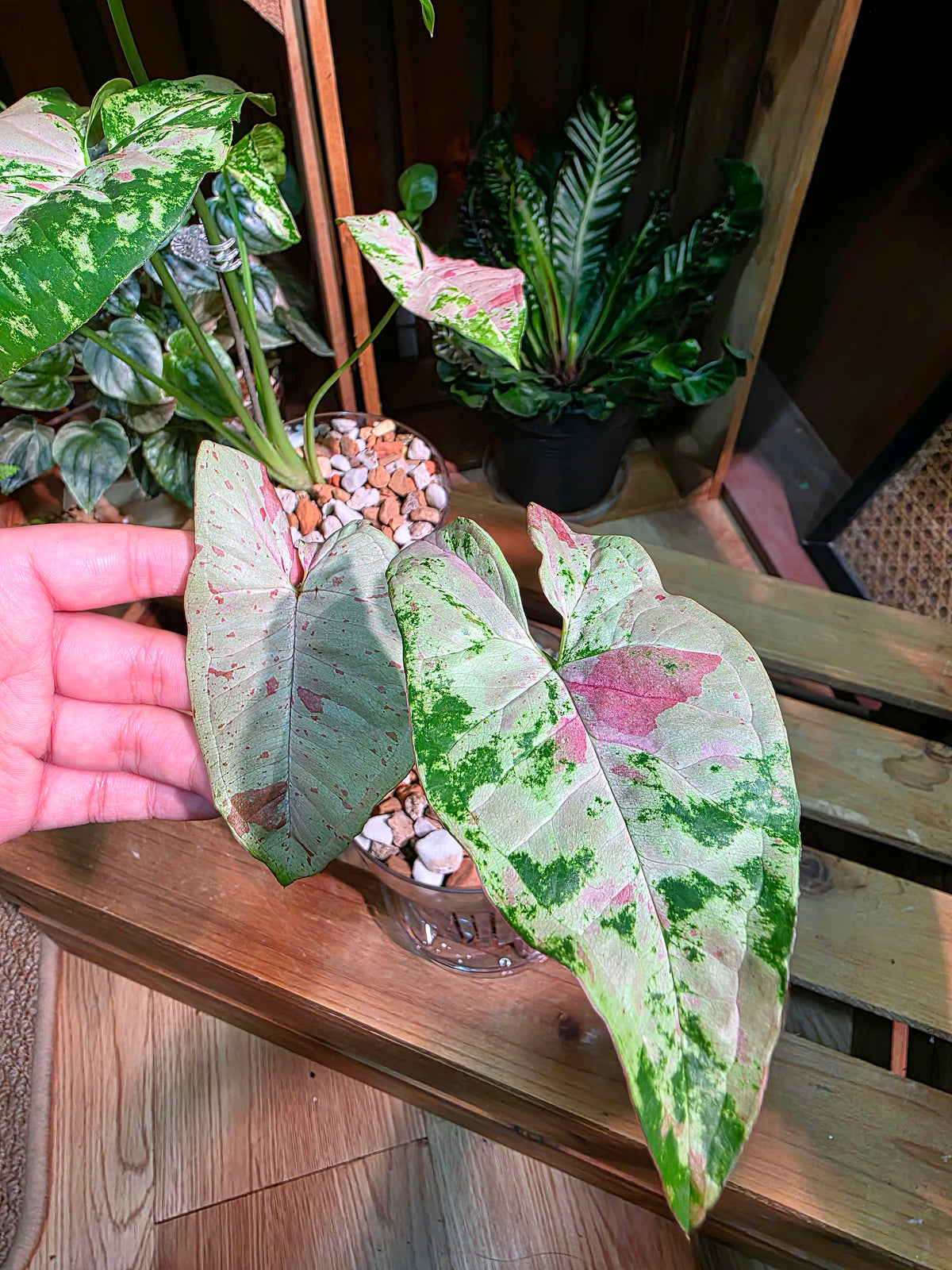 Syngoniun red spots 櫻花雨合果芋