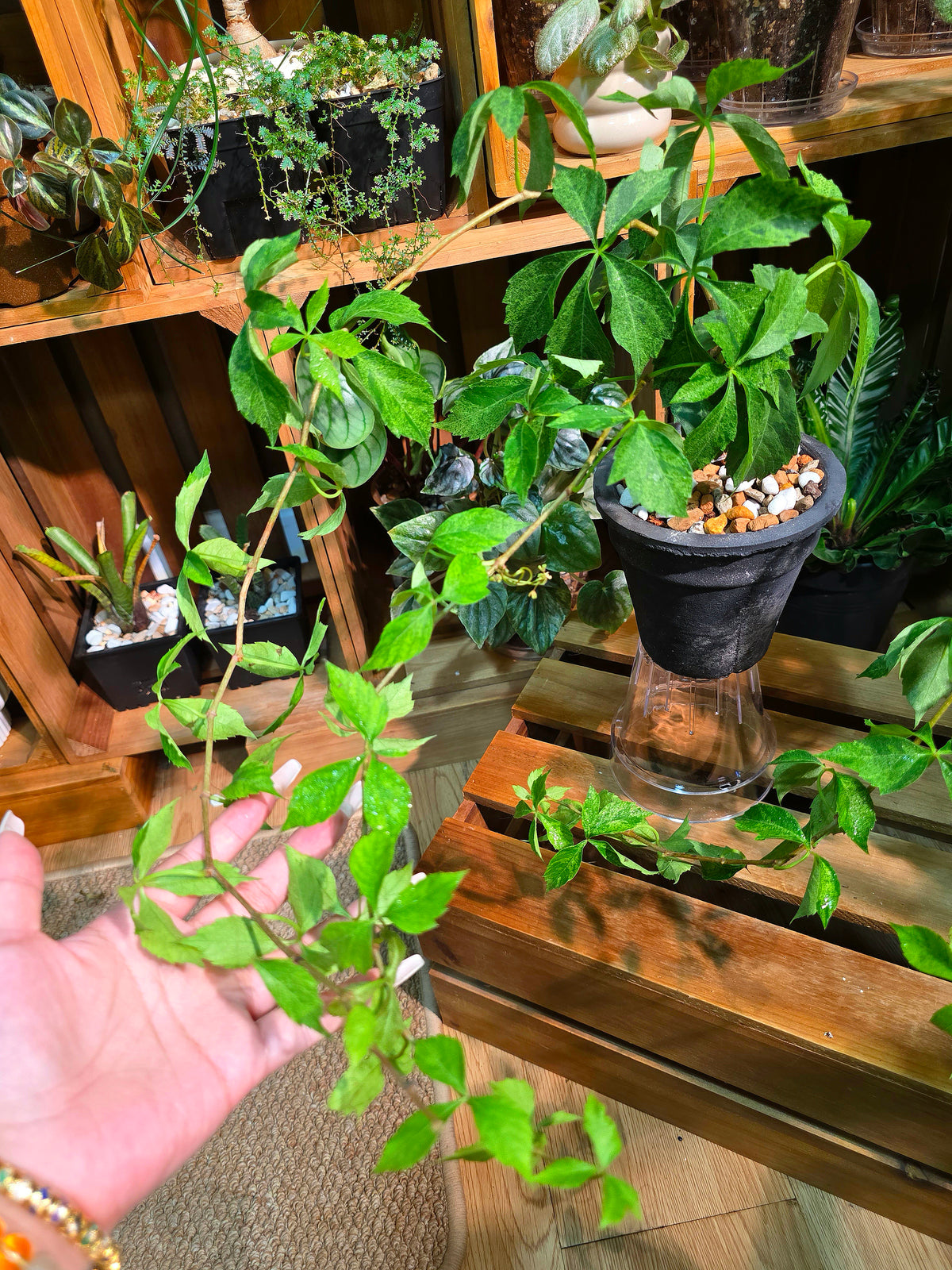 Parthenocissus quinquefolia variegated 五葉地錦星雨