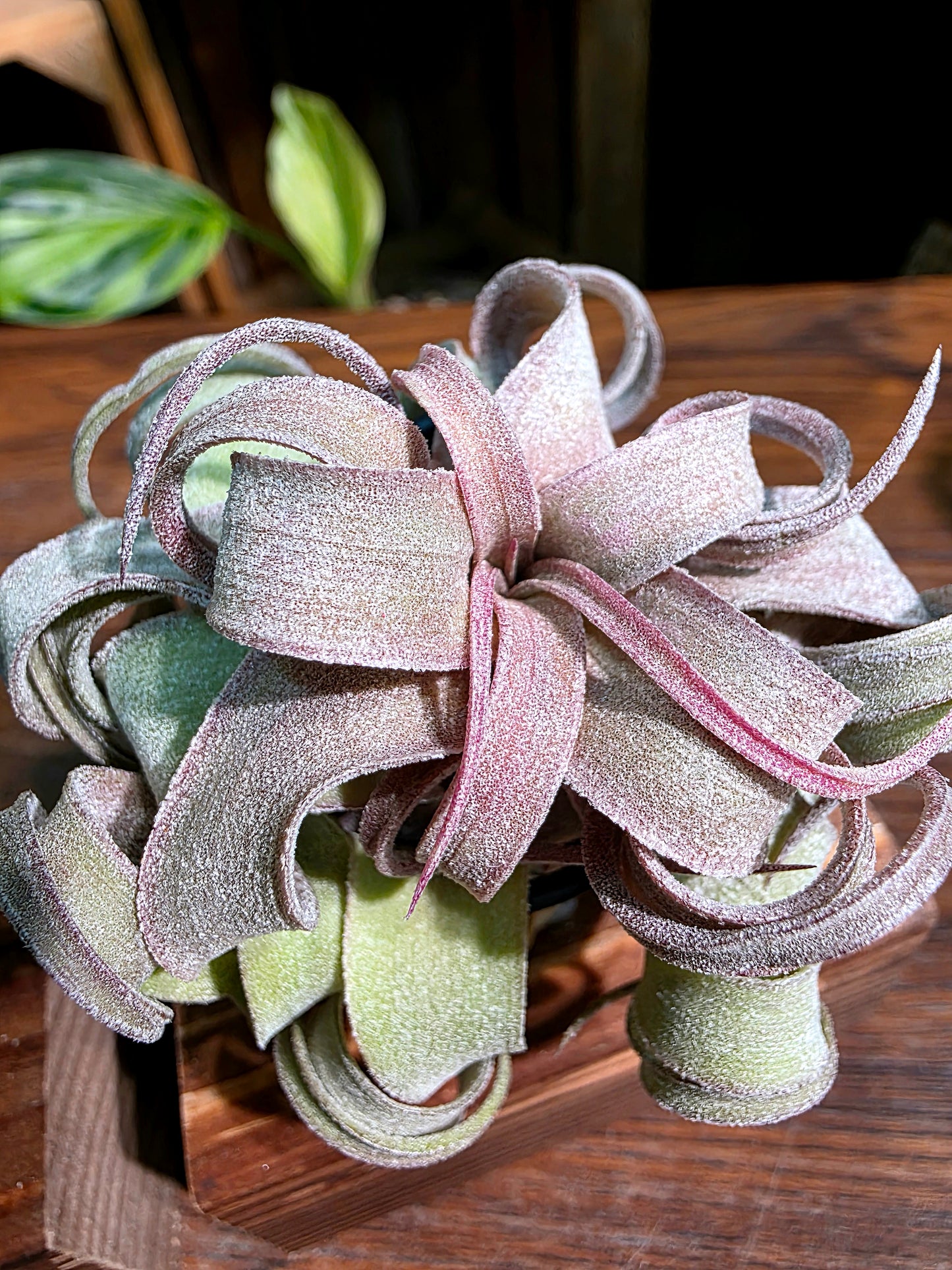 Tillandsia streptophylla 奶油捲空氣鳳梨