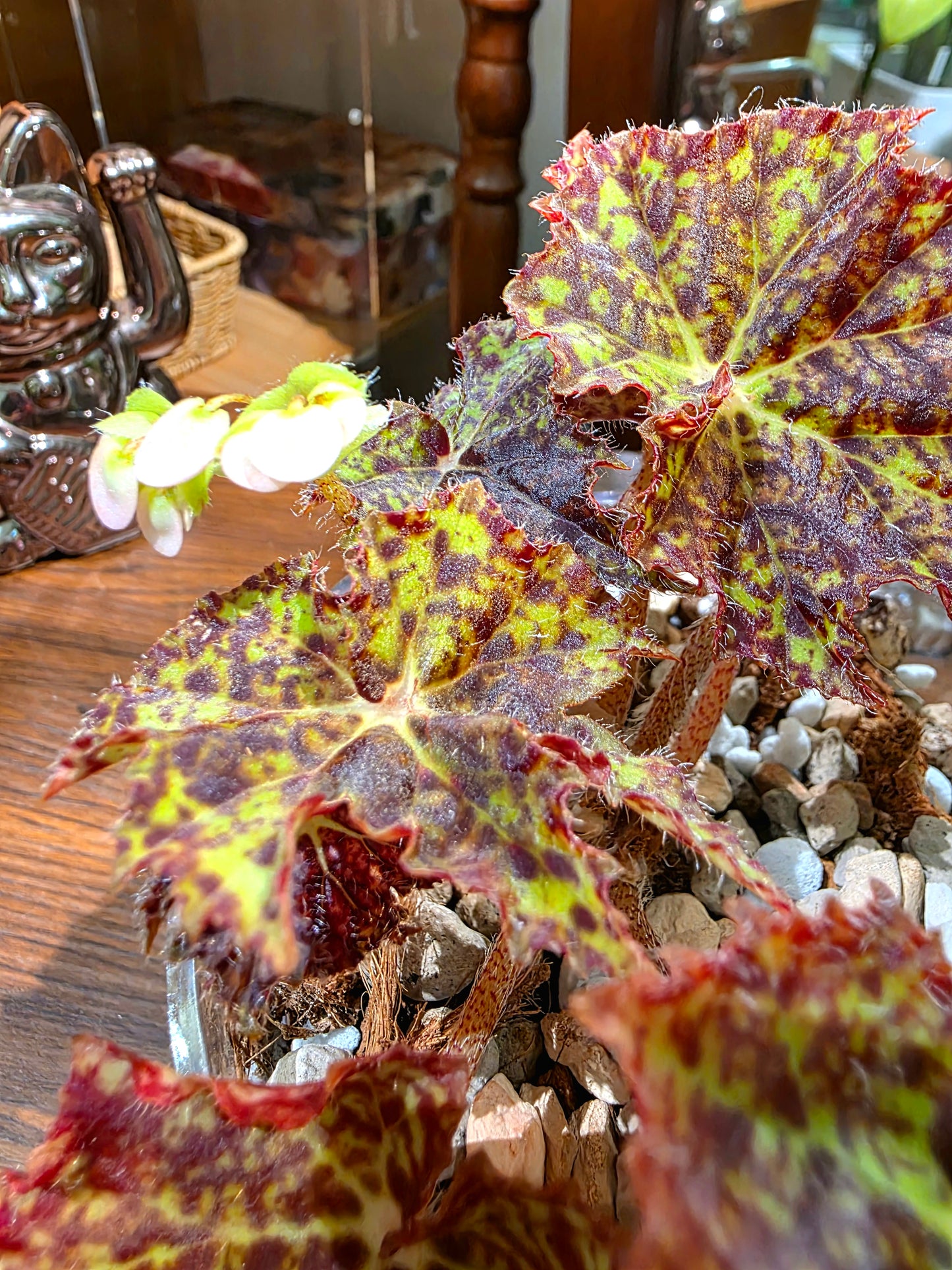 Begonia sp. 寂燼之海秋海棠