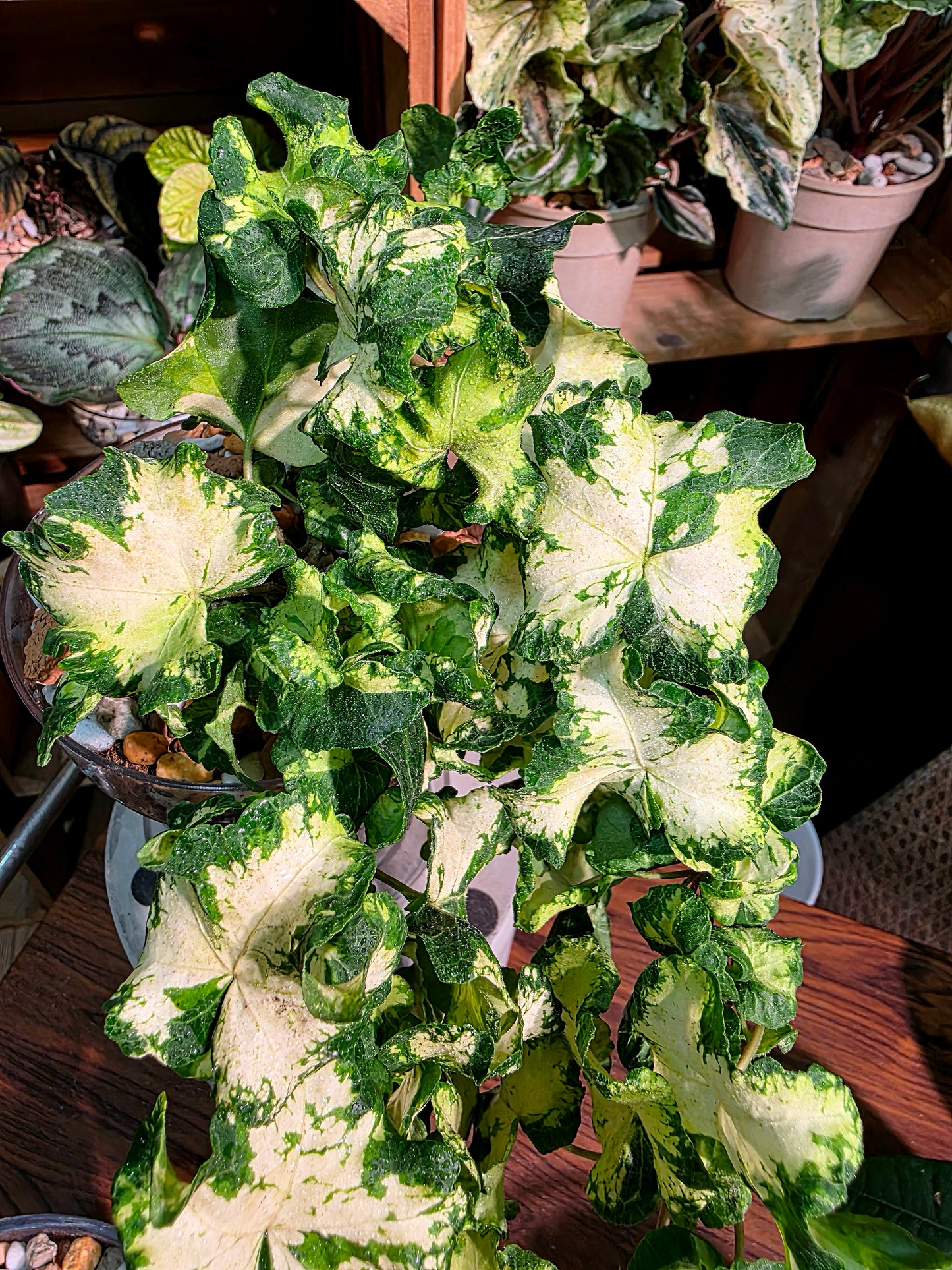 Hedera helix moonlight 雙株版月光燈常春藤