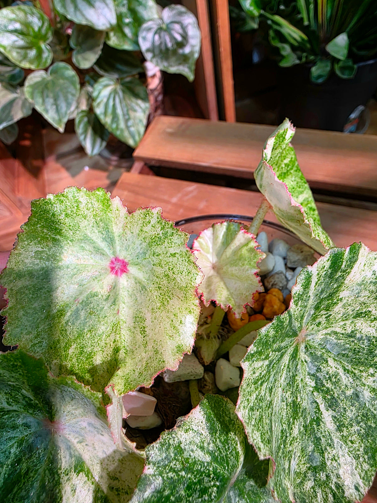 Begonia rouge variegated 胭脂錦秋海棠