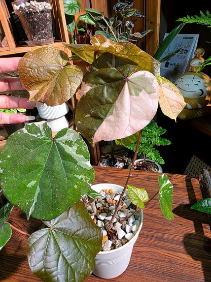 Hibiscus tiliaceus tricolor 花葉黃槿
