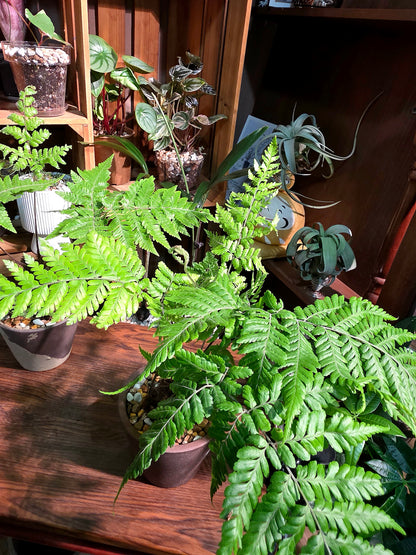 Ctenitis subglandulosa 金毛狗蕨