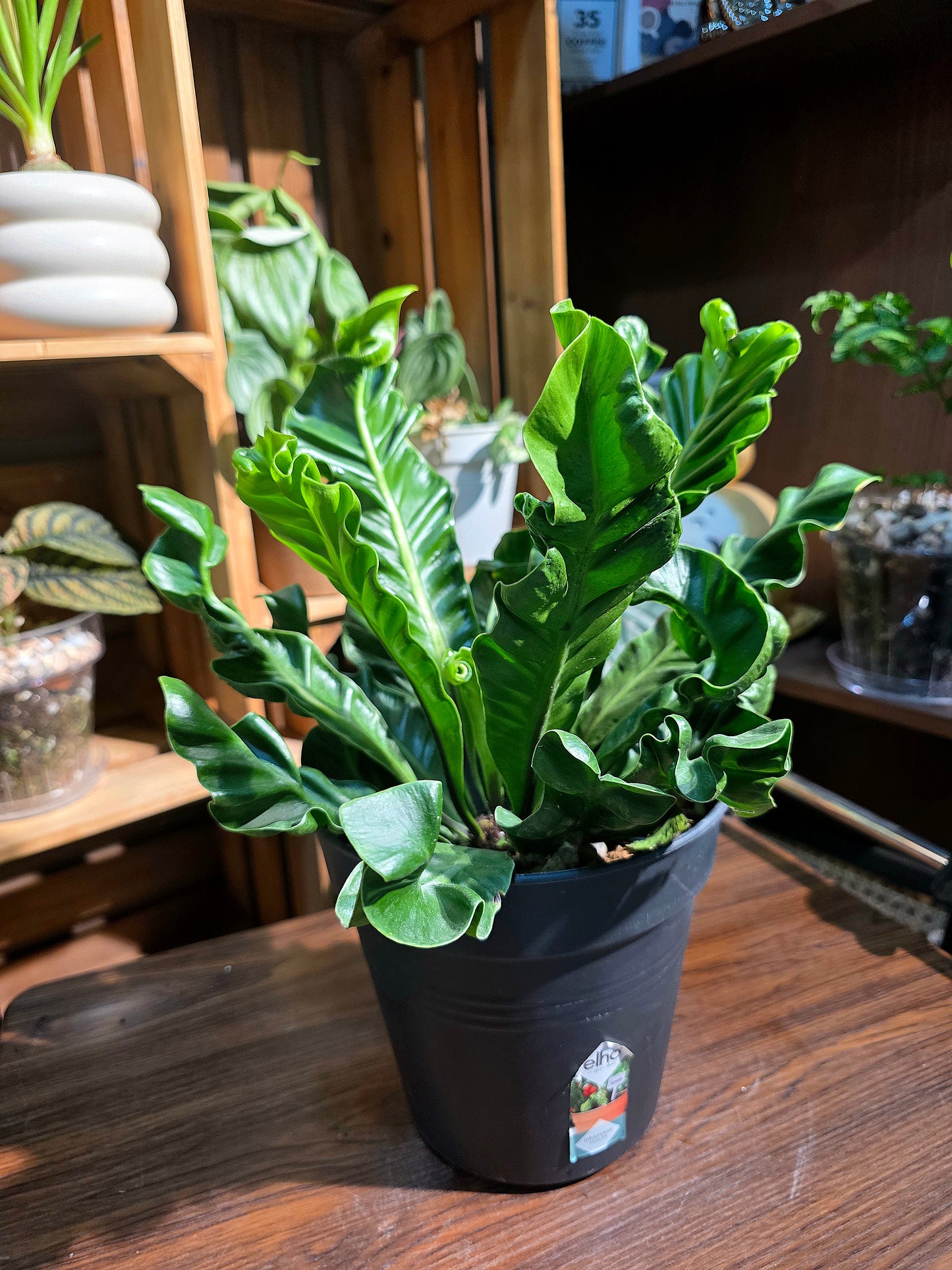 Asplenium nidus Cobra 眼鏡蛇蕨