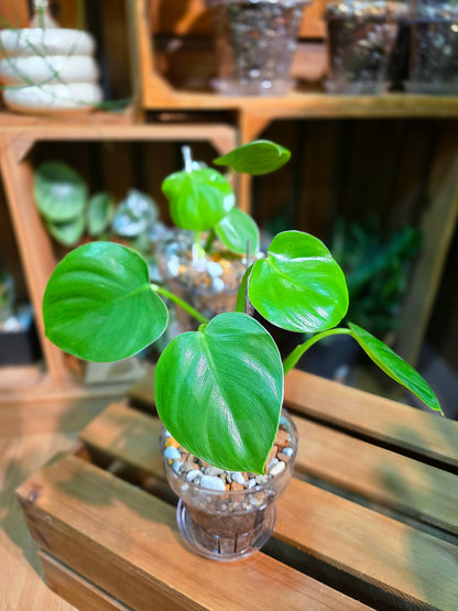 Philodendron pittieri 皮蒂蔓綠絨