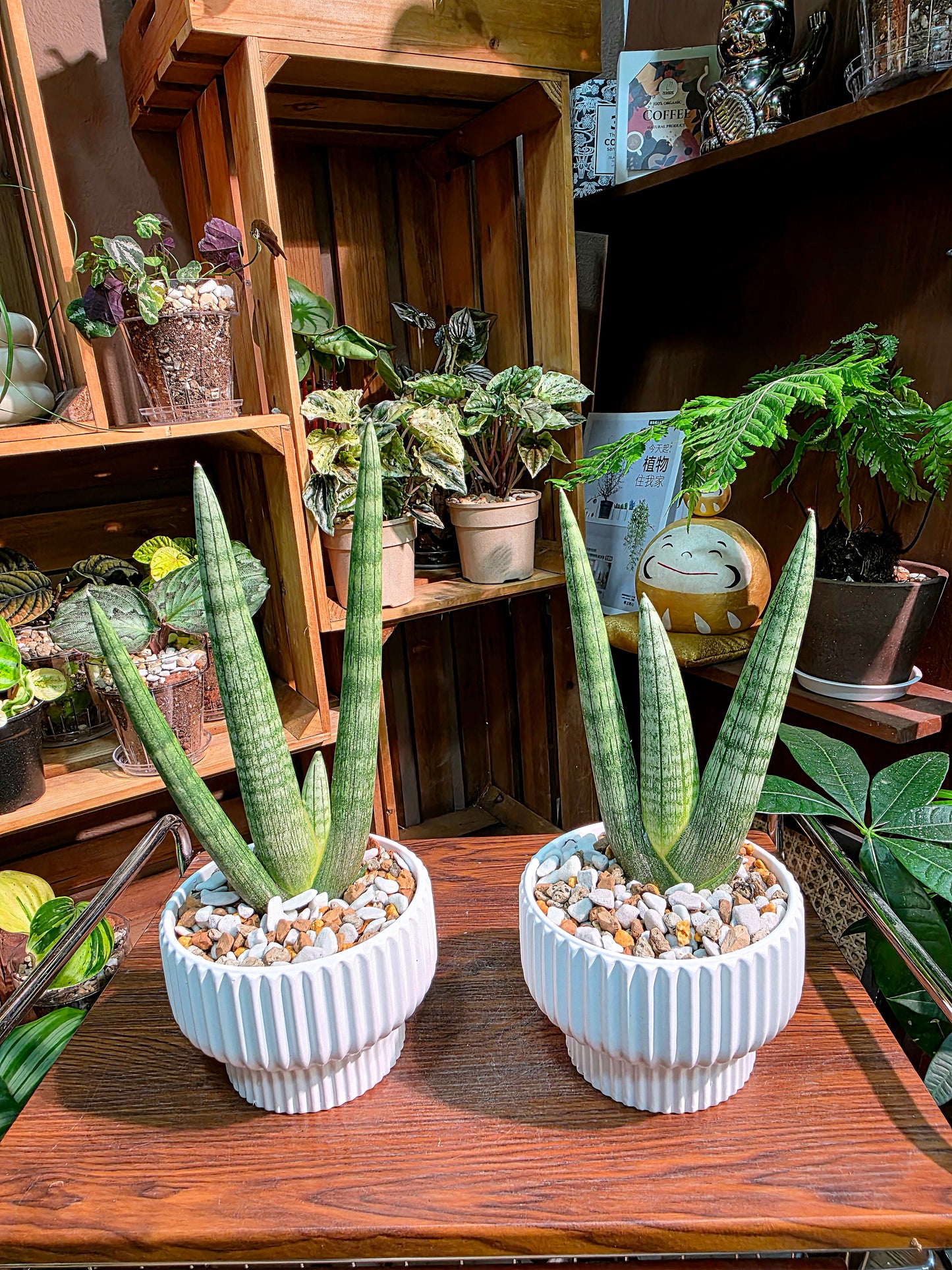 Dracaena Dwarf Boncel 佛手虎尾蘭