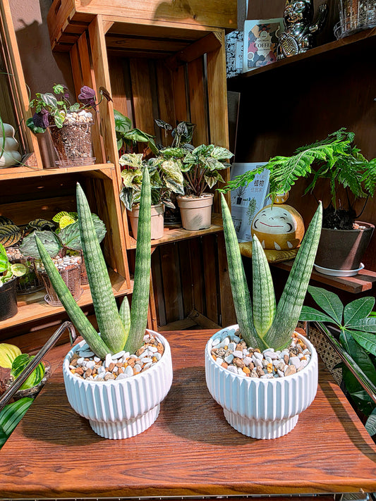Dracaena Dwarf Boncel 佛手虎尾蘭