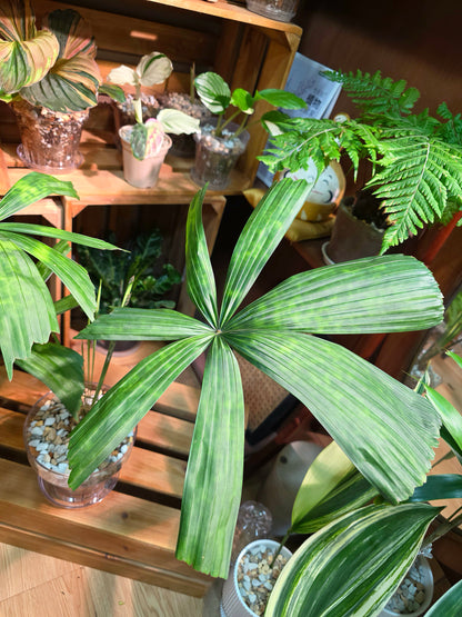 Licuala mattanensis Mapu 花斑刺棕櫚