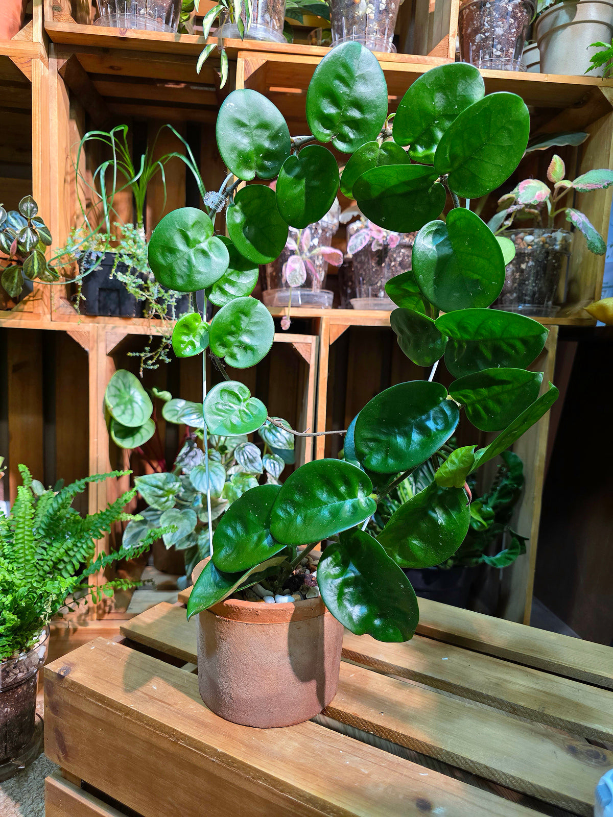 Hoya Carnosa Clinton 克林頓球蘭