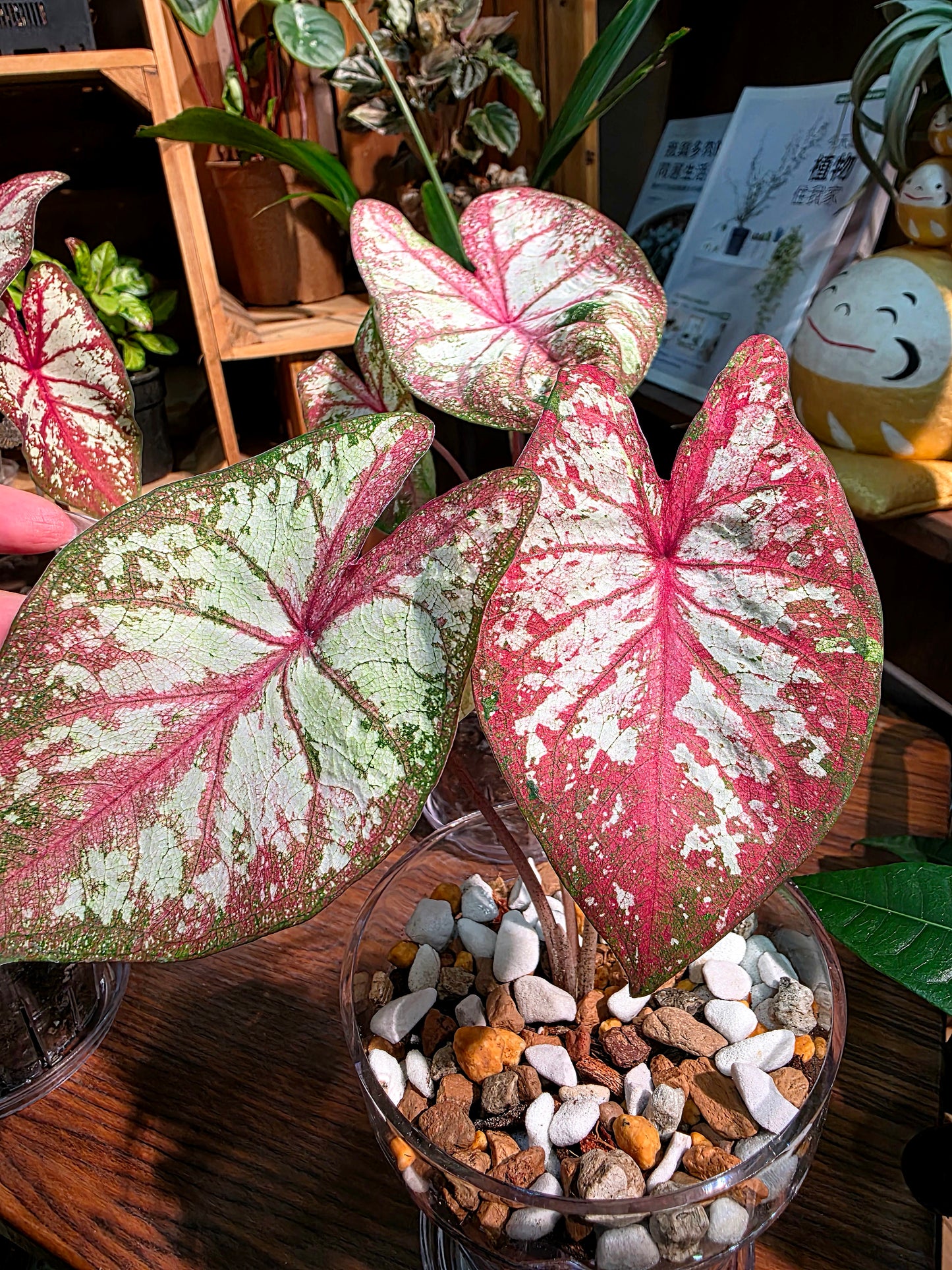 Caladium Tapestry 如煙彩葉芋
