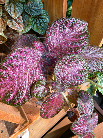 Episcia cupreata 'Malayan Gem'