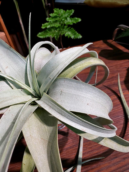 Tillandsia xerographica 霸王空氣鳳梨