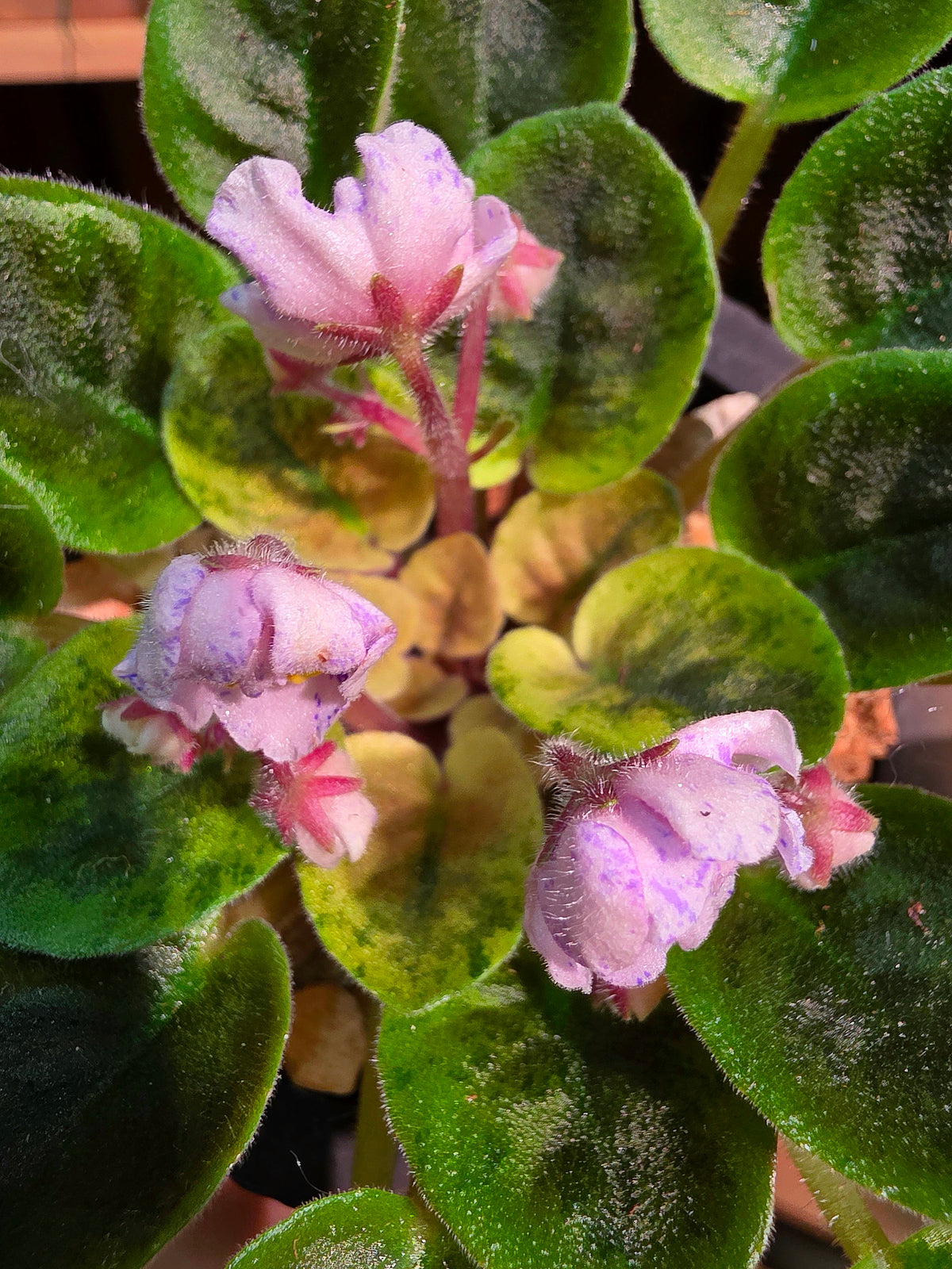 Streptocarpus ionqnthus 非洲紫羅蘭 - AM宸跡