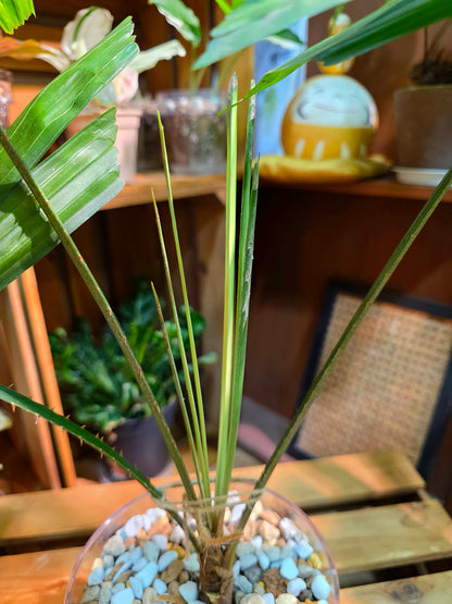 Licuala mattanensis Mapu 花斑刺棕櫚
