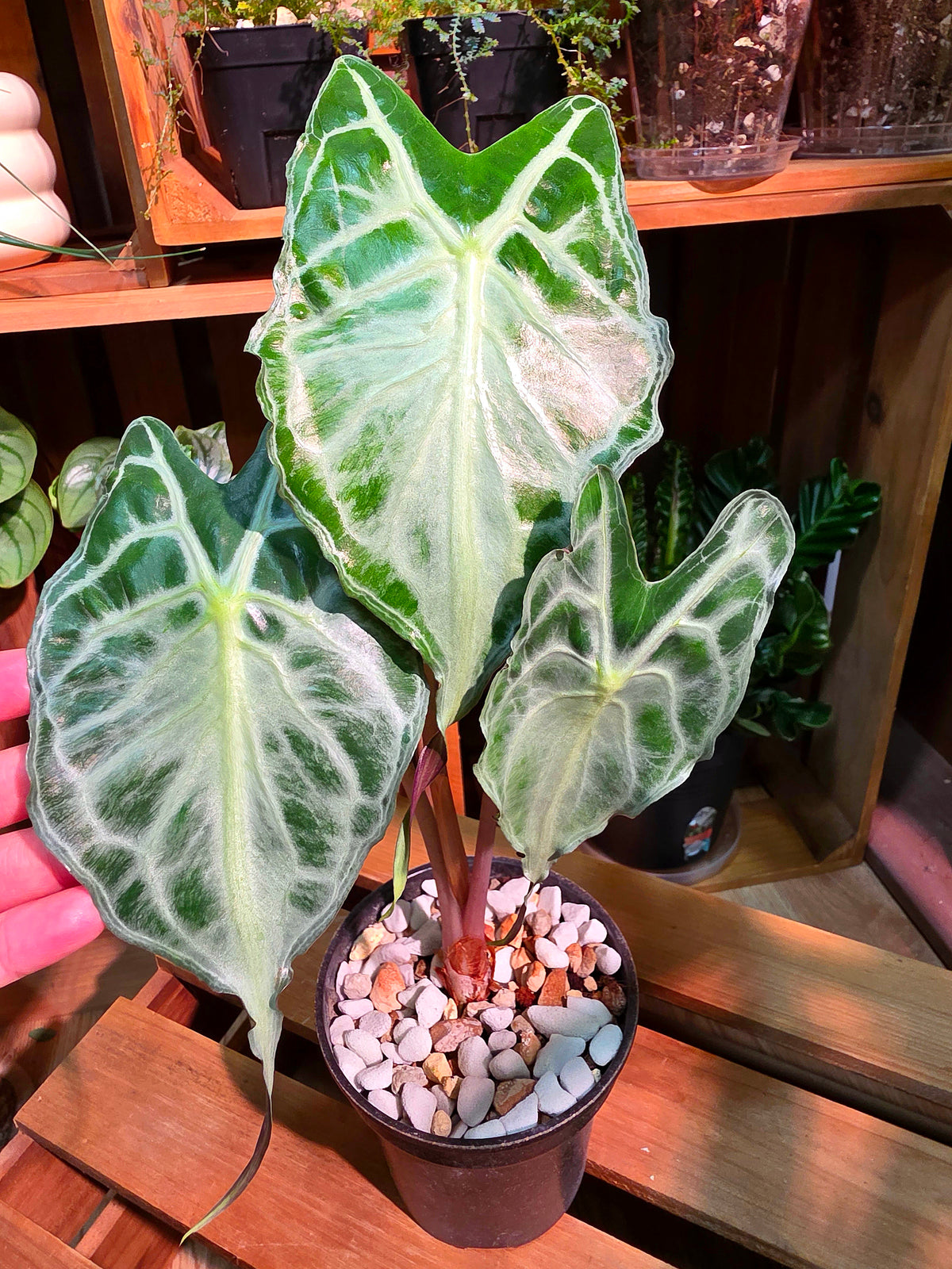 Alocasia Venom